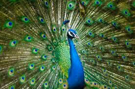 peacock