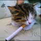 Smoke Cat