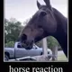 horse228