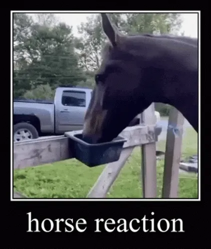 horse228