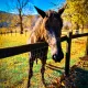 A Horse With No Name
