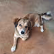 Sweet Dog