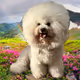 Bichon