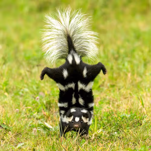 skunk8