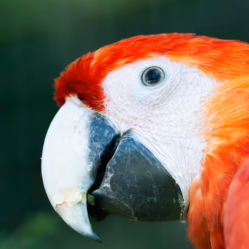 ParrotLoki
