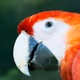 ParrotLoki