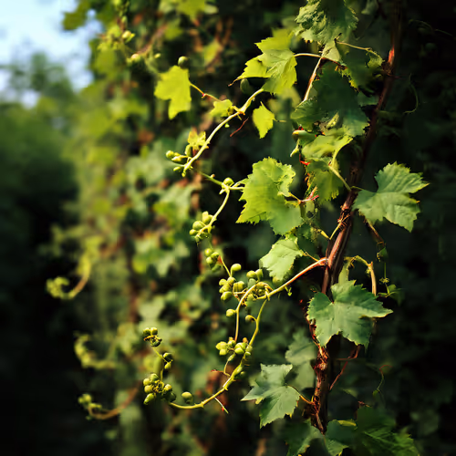 vine