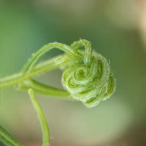 plant insect