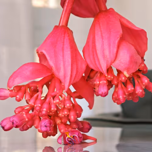 Marcador de posición de elemento multimedia