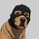 Masked Dog