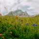 Mountain grass