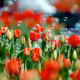 red tulips