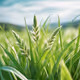 CORN IN THE GRASS