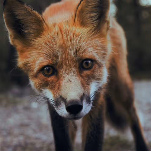 Foxy