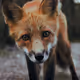 Foxy
