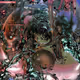 Metal Based Panic Zk