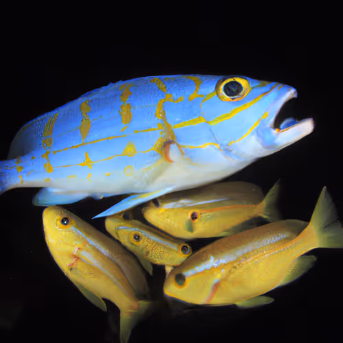 Fish