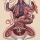 Dissection of a Rabbit by NYCHOS