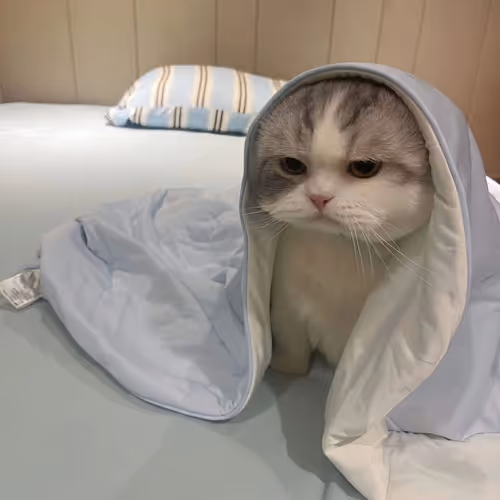 sadcat
