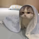 sadcat