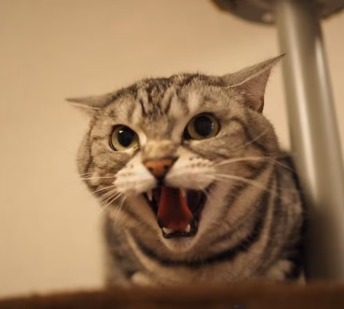 Zora Posts