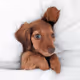 Hushpuppy