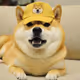 A Dog Wif Hat