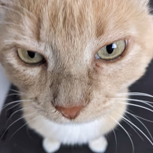 Gigglefart Cats