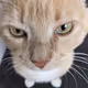 Gigglefart Cats