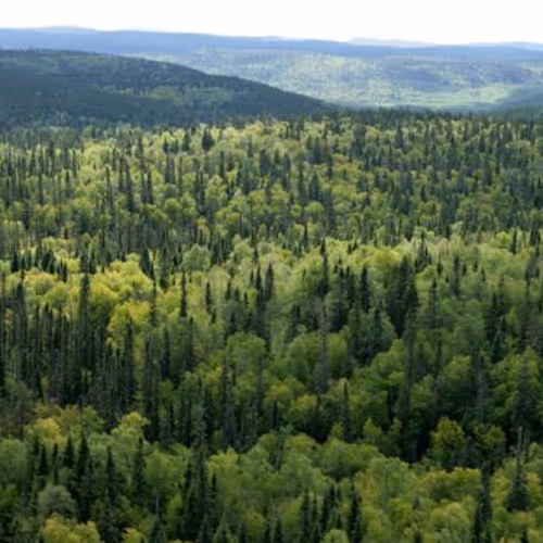 Forest GR