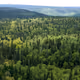 Forest GR