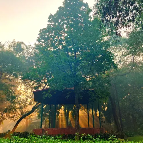Whispers of Morning Light