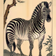 Zebra China