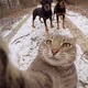 Cat run