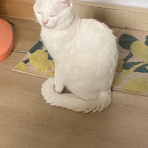 pukki cat