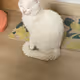 pukki cat