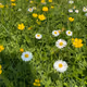 SPRING FLOWERS