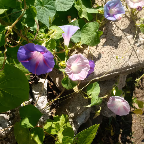 in my garden and in the woods