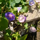in my garden and in the woods