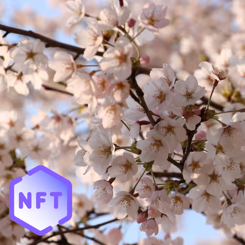 安塚の桜コレクション