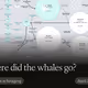 Where did the whales go?