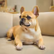 FrienchieDOG