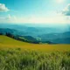 MOVING MEADOW