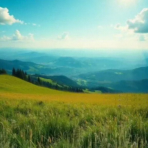 MOVING MEADOW