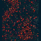 Abstract Rare