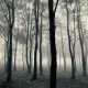The Secret of Trees in the Mist