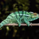 Chameleon
