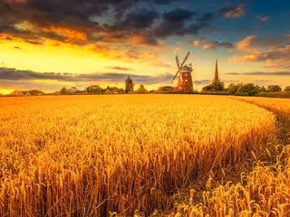 the grain field