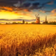 the grain field