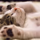 sleeping